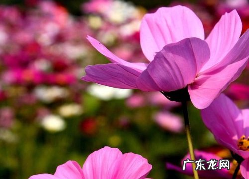 室内耐热的花卉有哪些