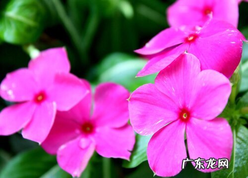 室内耐热的花卉有哪些