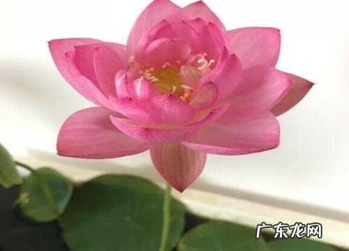 开大红色的花卉有哪些