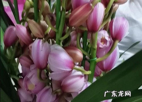 花期长的花卉有哪些