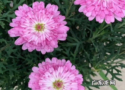 花期长的花卉有哪些