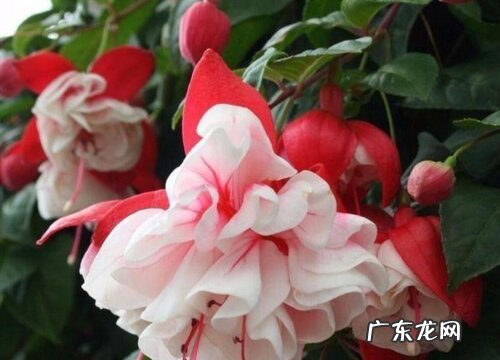 花期长的花卉有哪些