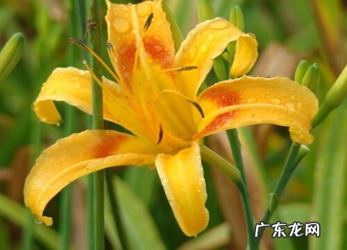 耐寒耐热的花卉有哪些