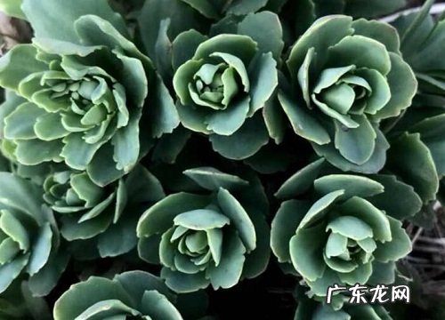 耐寒耐热的花卉有哪些