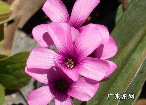 四季开花的花卉有哪些