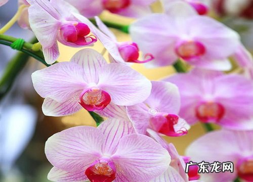 怕冷的花卉有哪些