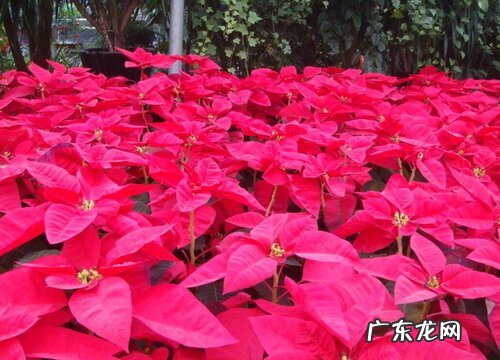 怕冷的花卉有哪些