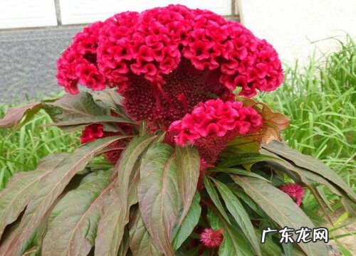 怕冷的花卉有哪些