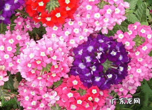 春季播种的花卉有哪些