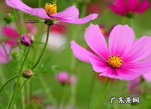 春季播种的花卉有哪些