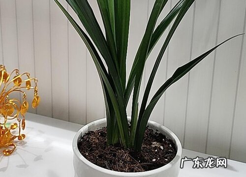 蕙兰耐寒吗 冬天越冬能耐多少度低温