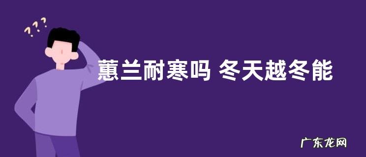 蕙兰耐寒吗 冬天越冬能耐多少度低温