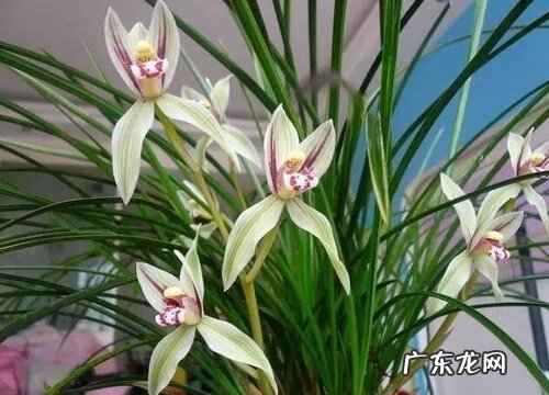 安神的花卉有哪些