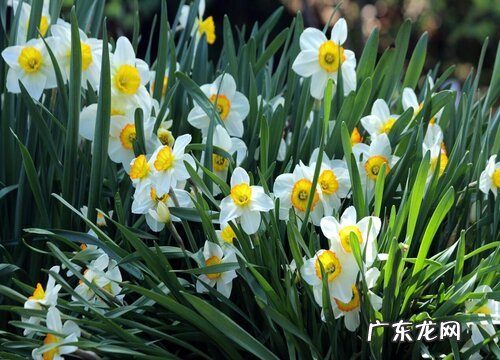 安神的花卉有哪些