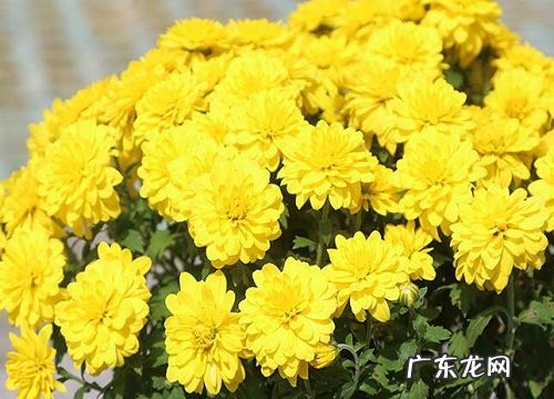 安神的花卉有哪些