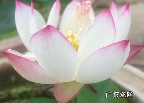 安神的花卉有哪些