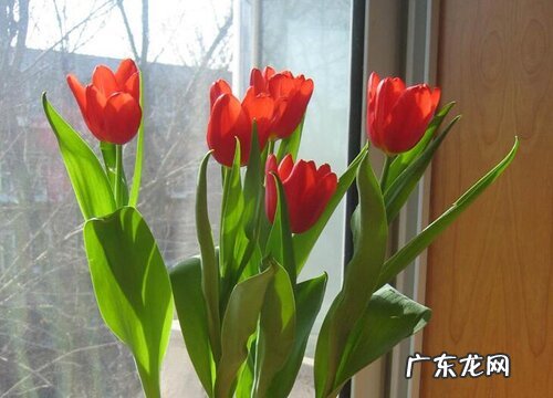 安神的花卉有哪些