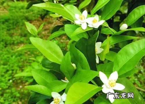 阳台喜阳的花卉有哪些