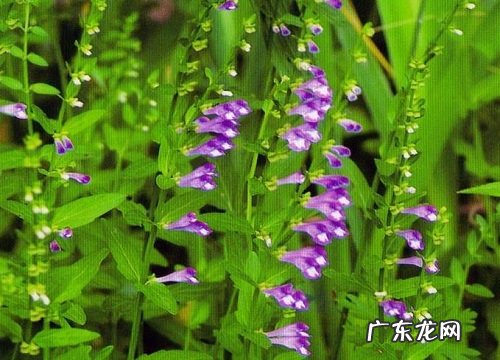 阳台喜阳的花卉有哪些