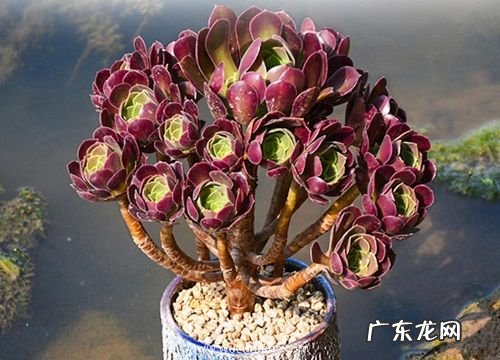 黑法师爆侧芽方法与处理