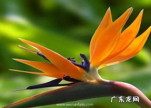 观赏叶的花卉有哪些