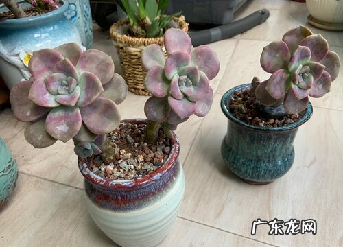 紫乐爆侧芽方法与处理