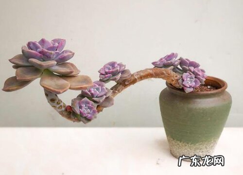 紫乐爆侧芽方法与处理