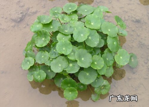 水草植物有哪些