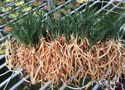 水草植物有哪些