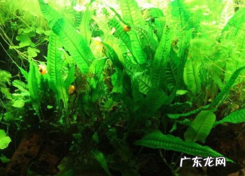 水草植物有哪些