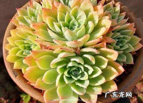 多肉爆侧芽方法与处理