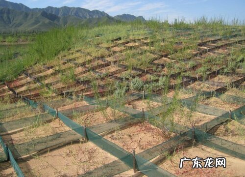 高山植物有哪些