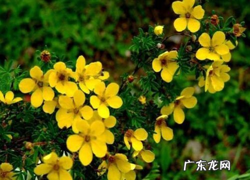 高山植物有哪些