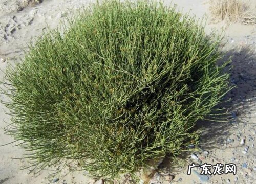 高山植物有哪些