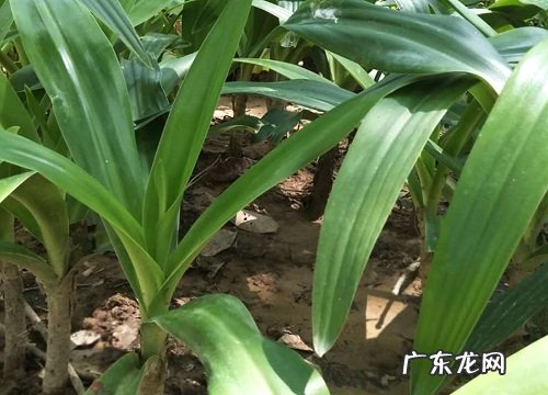 有害植物有哪些