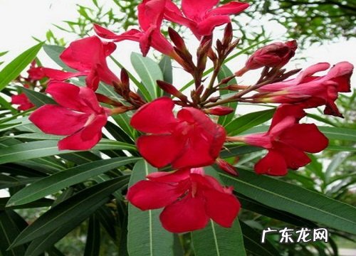 有害植物有哪些