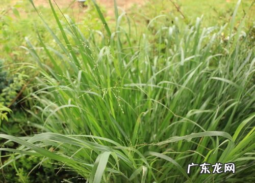 柠檬草又叫什么名字