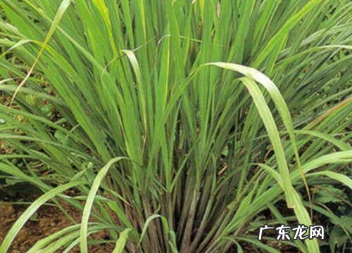 柠檬草又叫什么名字