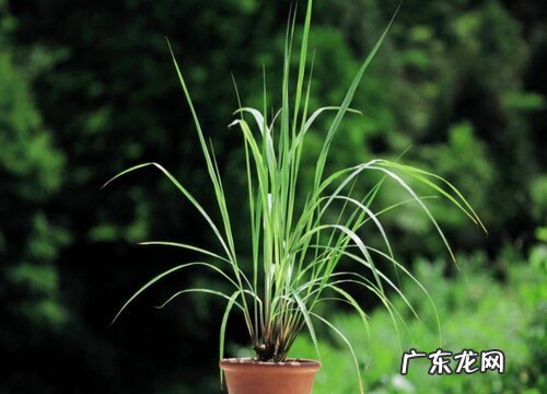 柠檬草又叫什么名字