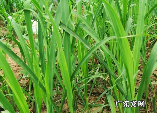 柠檬草又叫什么名字