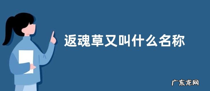 返魂草又叫什么名称