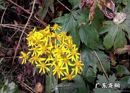 返魂草又叫什么名称