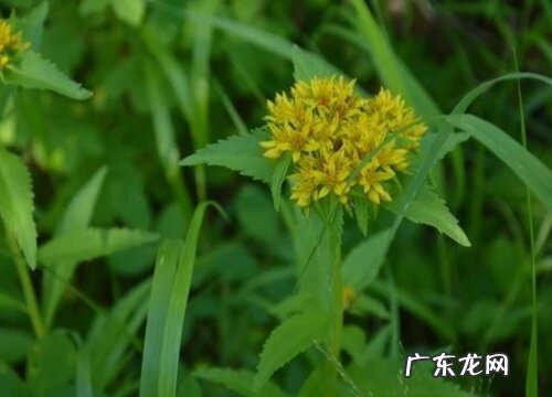 返魂草又叫什么名称