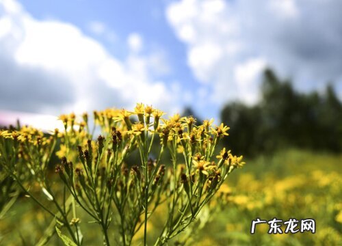 返魂草又叫什么名称