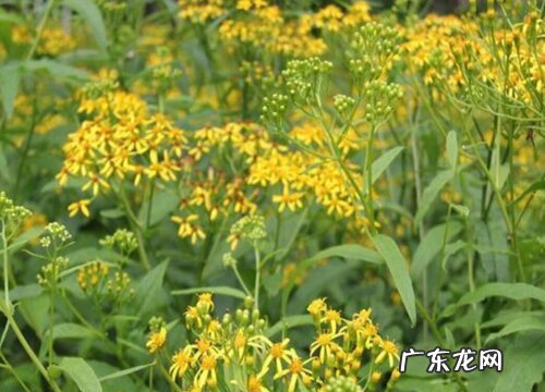 返魂草又叫什么名称