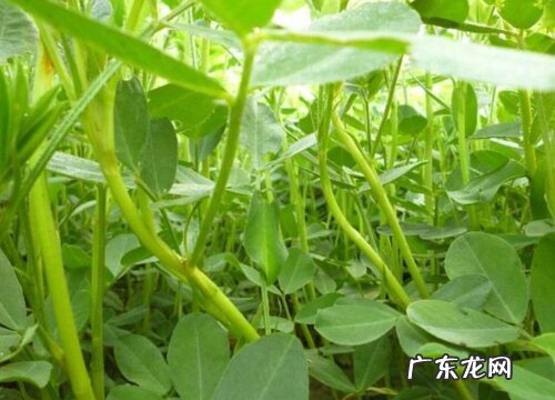 秧草又叫什么名称
