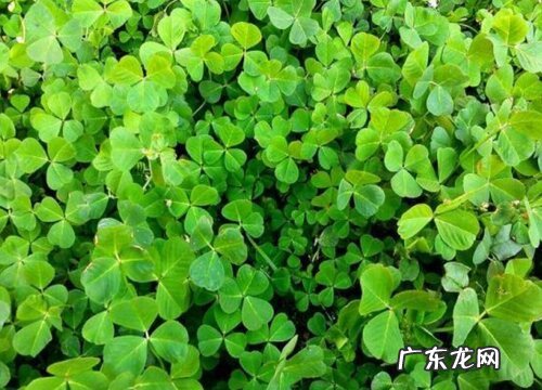 秧草又叫什么名称