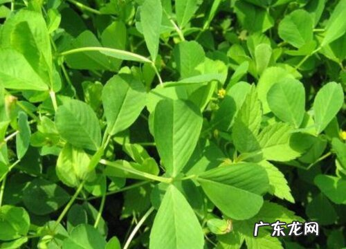 秧草又叫什么名称