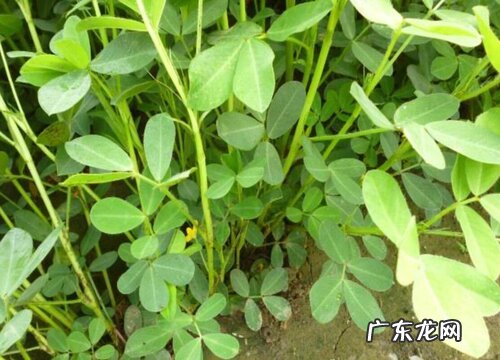 秧草又叫什么名称