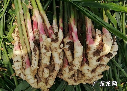 姜是被子植物吗